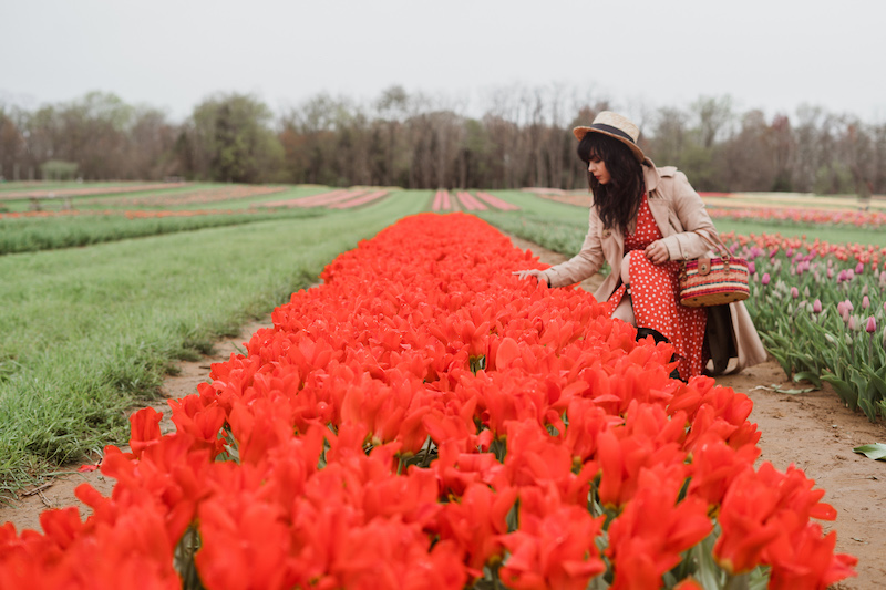 tulip farm 