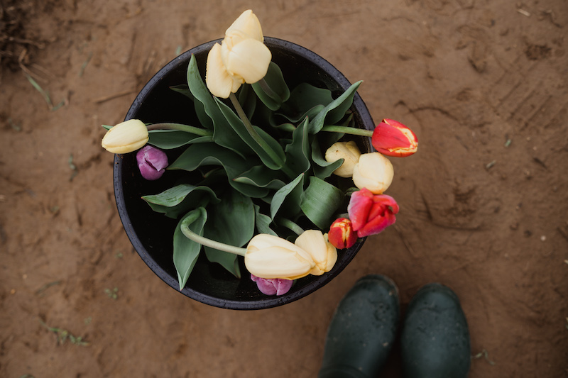 tulip farm 