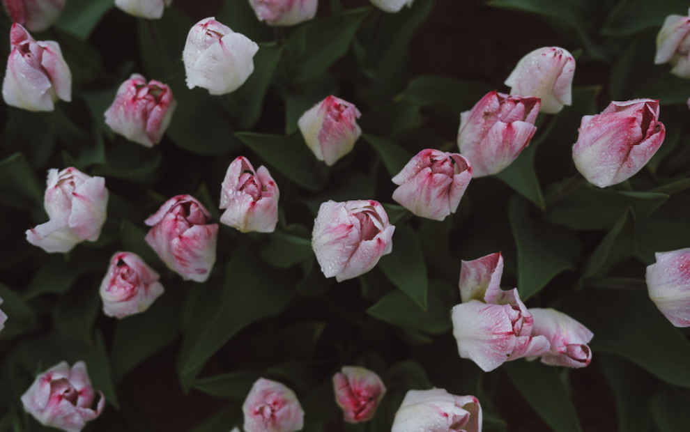 tulip farm 