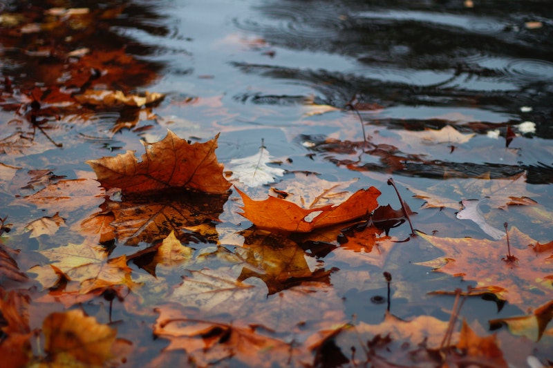 fall leaves